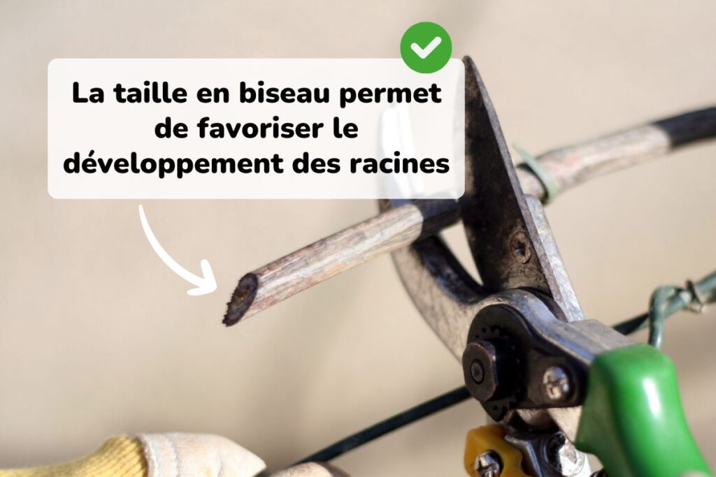 coupe d'un rameau pour bouturer de la vigne dans l'eau