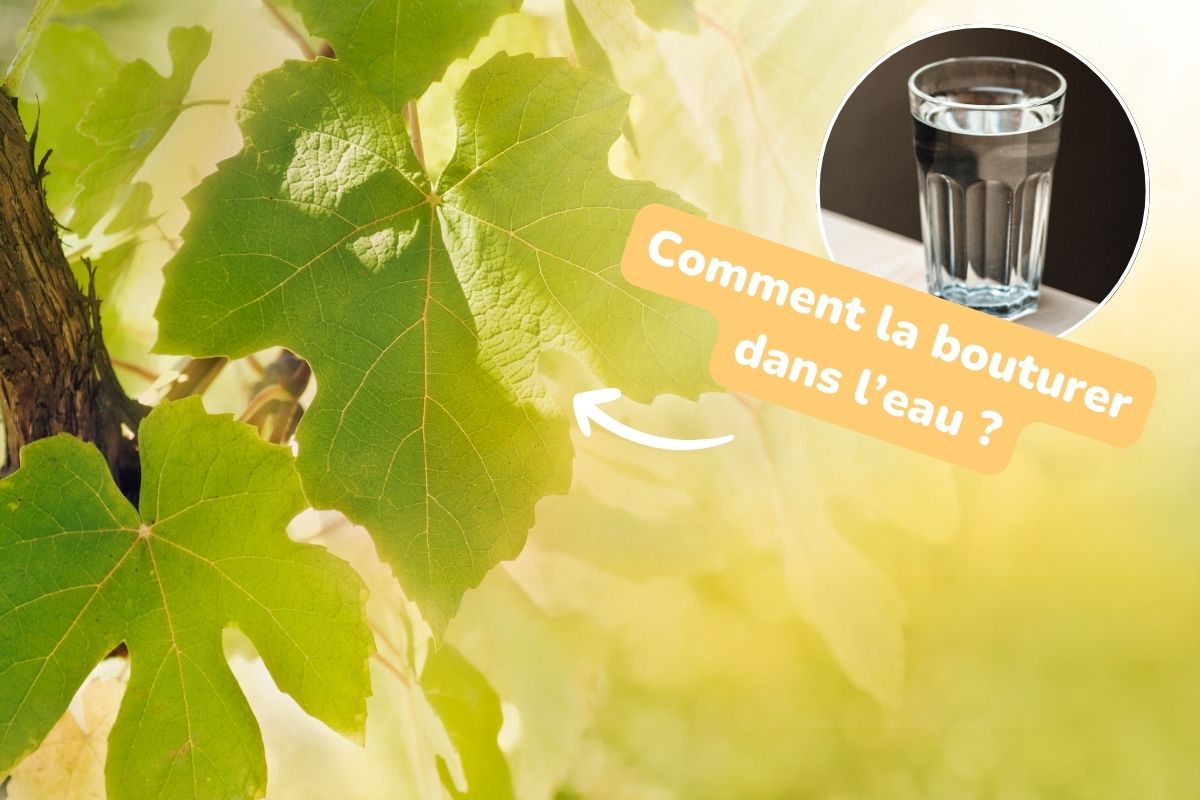 faire une bouture de vigne dans l'eau