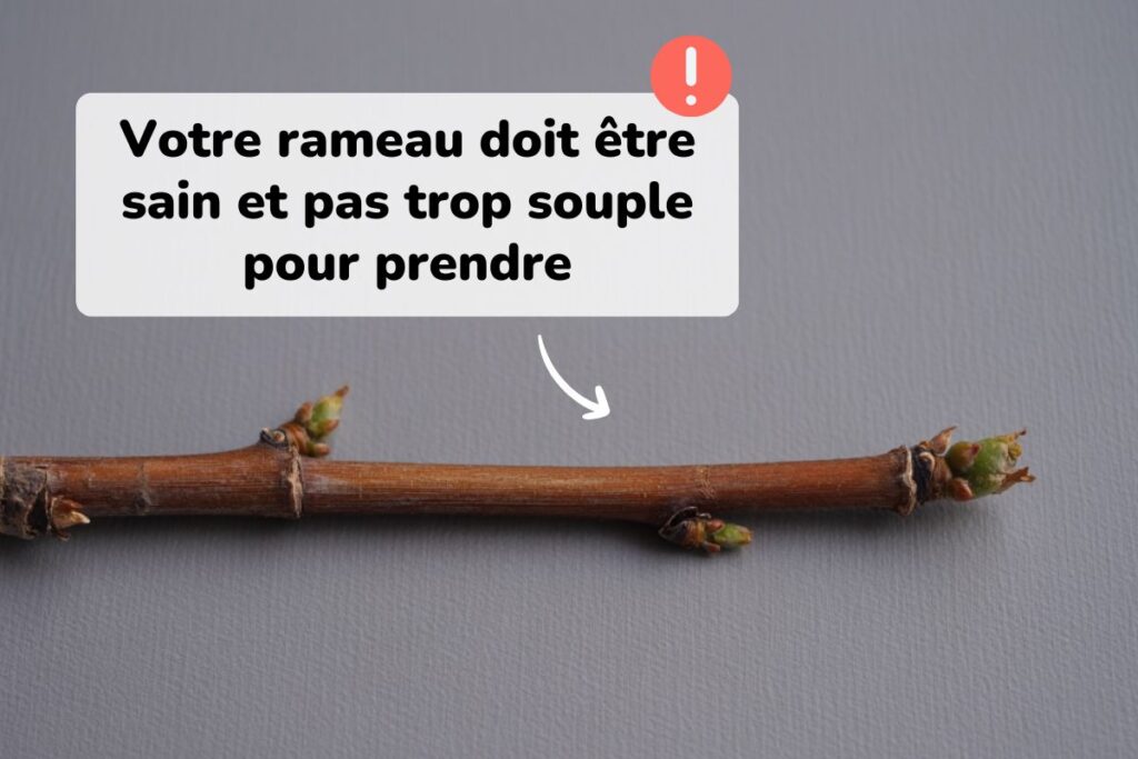 bien choisir un rameau pour bouturer de la vigne dans l'eau