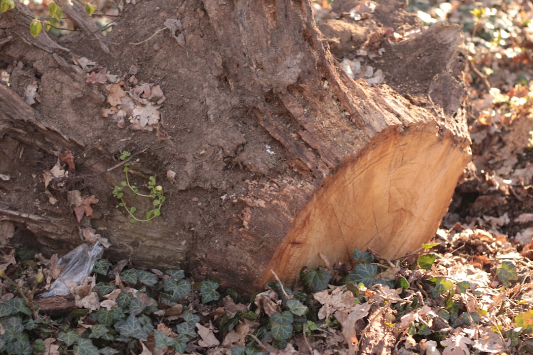 produit efficace pour éliminer rapidement et facilement les souches d'arbres. facilitez le nettoyage de votre jardin avec notre anti-souche puissant et sûr.